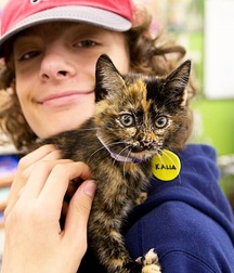Billy's Hot Picks 486 Kittens 57db097082a1f.jpg