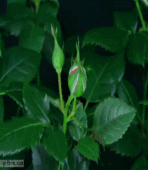 Billy's Hot Picks 511 Gifs 57e42b864f3aa.gif