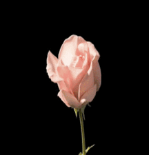 Billy's Hot Picks 636 Gifs 58165f54a09be.gif