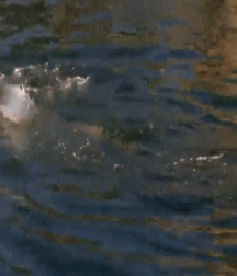 Billy's Hot Picks 650 Gifs 581fb35aa02af.gif
