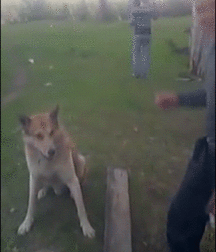Bromance 13 5cbbaf78bdb88.gif