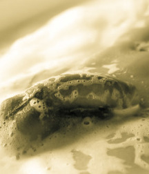 1000 handsome Guys Sepia 007 5d4753c891c57.jpg