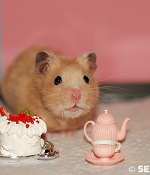 FUN1 589c82994e651.jpg