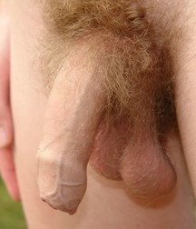 Closeup Cock 1 5a358c0ed45bc.jpg