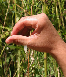 Yanosh 5929b3e8ca407.jpg