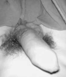 Cocks 5795764e3e585.jpg