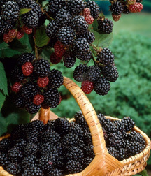 JB's Sunday Night Mix  57a7e3c17cd1f.jpg
