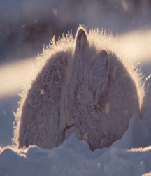 JB's Boy Pic's - 80 57d2d6aa15d69.gif