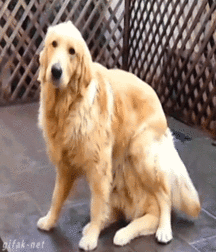 JB's Boy Pic's - 150 57f9c0708d6b6.gif