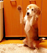 JB's Boy Pic's - 174 58063abba33ae.gif