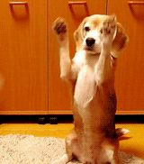 JB's Boy Pic's - 174 58063abd62c44.gif