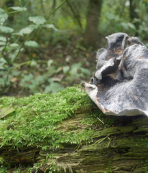 Joshua B's Nature Pic's - 256 5827446ed2e4b.jpg