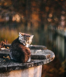 Joshua B's Nature Pic's - 256 5827447fad3d2.jpg