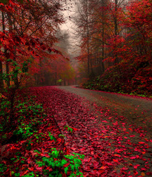 Joshua B's Nature Pic's - 256 5827448c57dd3.jpg