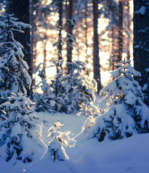 Joshua B's Nature Pic's - 256 5827448ce9fed.jpg