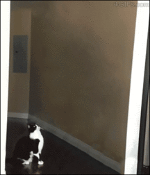 GIFSTUFF6 58a4a3fa75157.gif