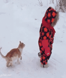 Michel and Cats 590d1198c8e85.gif