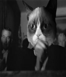 Michel and Cats 590d119fcc478.gif