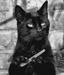 Michel and Cats 590d11a6ad472.gif