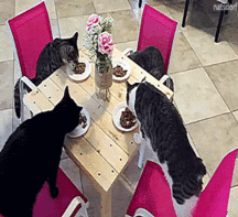 Michel and Cats 590d11d86b3b2.gif