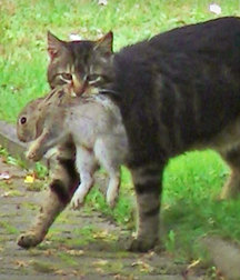missing my cat! ;O(
