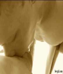 belami gifs 2 5952bb1b1c8f7.gif