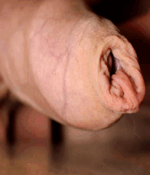 CockGif 57f65c29e0286.gif