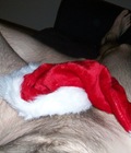 Uploaded by:newcastlelad3 57e70d324322e.jpg