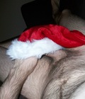 Uploaded by:newcastlelad3 57e70d3396fff.jpg