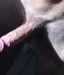 Good dick for your ass (158) 598f4a2c2ebc7.jpg