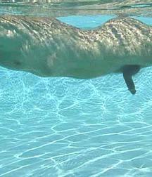 naked boys swimming in the pool 5868d42fe0cc5.jpg