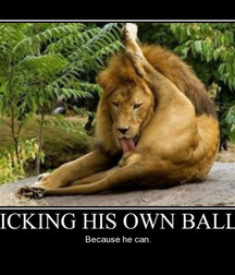 licking the testicles 5874c0a57adde.jpg