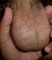 big and sexy testicles 58e879d462ee6.jpg