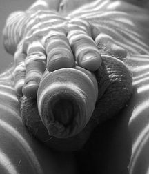 seen up close (but in black and white) 58ee98f71de52.jpg