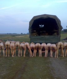 the great Russian army 59eae7ece34d8.jpg