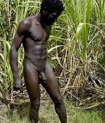 blacks in the forest 5a36ad06c8003.jpg