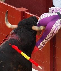 bull and bullfighter 5a3bb36b2ff4b.jpg