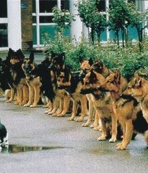 sweet puppies 5a69cf9bd09c1.jpg