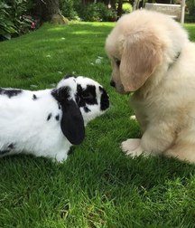 sweet puppies 5a69cf9d28948.jpg