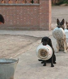 sweet puppies 5a69cf9e9899d.jpg