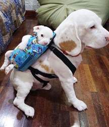 sweet puppies 5a69cf9f7ccae.jpg