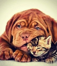 sweet puppies 5a69cfa162125.jpg