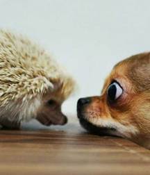 sweet puppies 5a69cfa3977ec.jpg