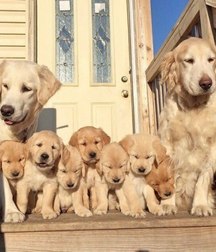sweet puppies 5a69cfa57e64b.jpg