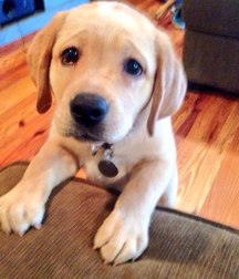 sweet puppies 5a69cfa863ea3.jpg