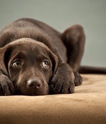 sweet puppies 5a69cfa989b5c.jpg