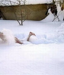 when it's cold 5a6edb9458258.jpg
