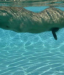 naked underwater 5acb1fe99d4aa.jpg
