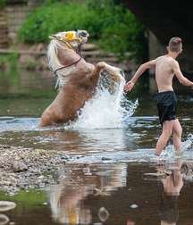 boys and horses 5ad436cfcb95f.jpg