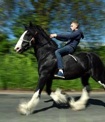 boys and horses 5ad436d0c18c0.jpg